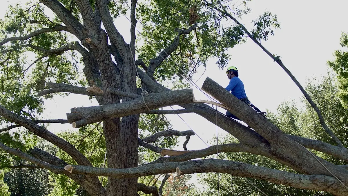 Professional Crown Thinning performed by certified arborists in Kelleys Island