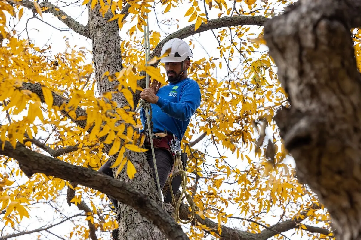 Skilled Tree Pruning crew working in Kelleys Island